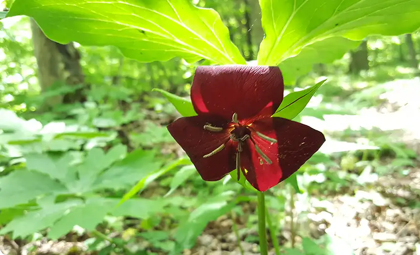 Georgia Hosta Society