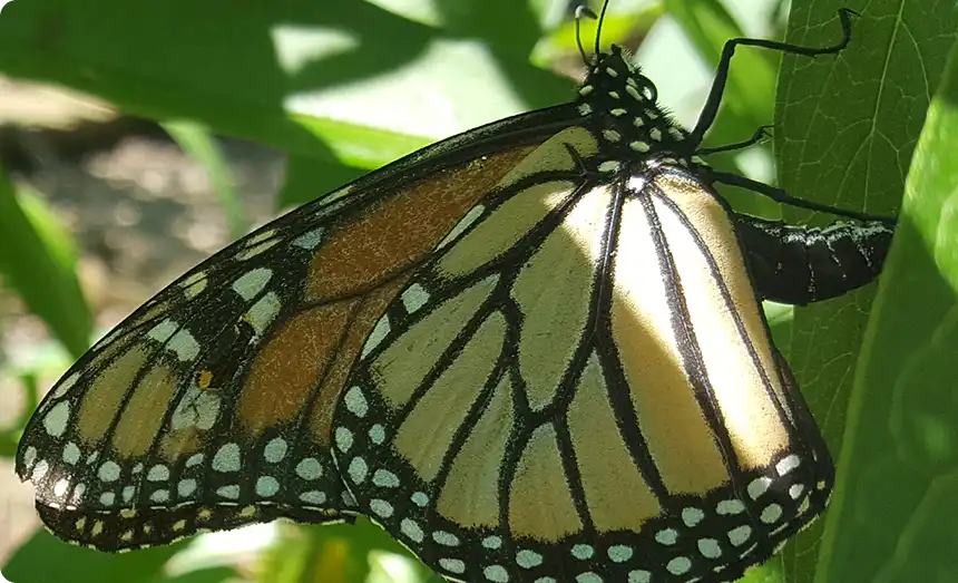 Georgia Hosta Society