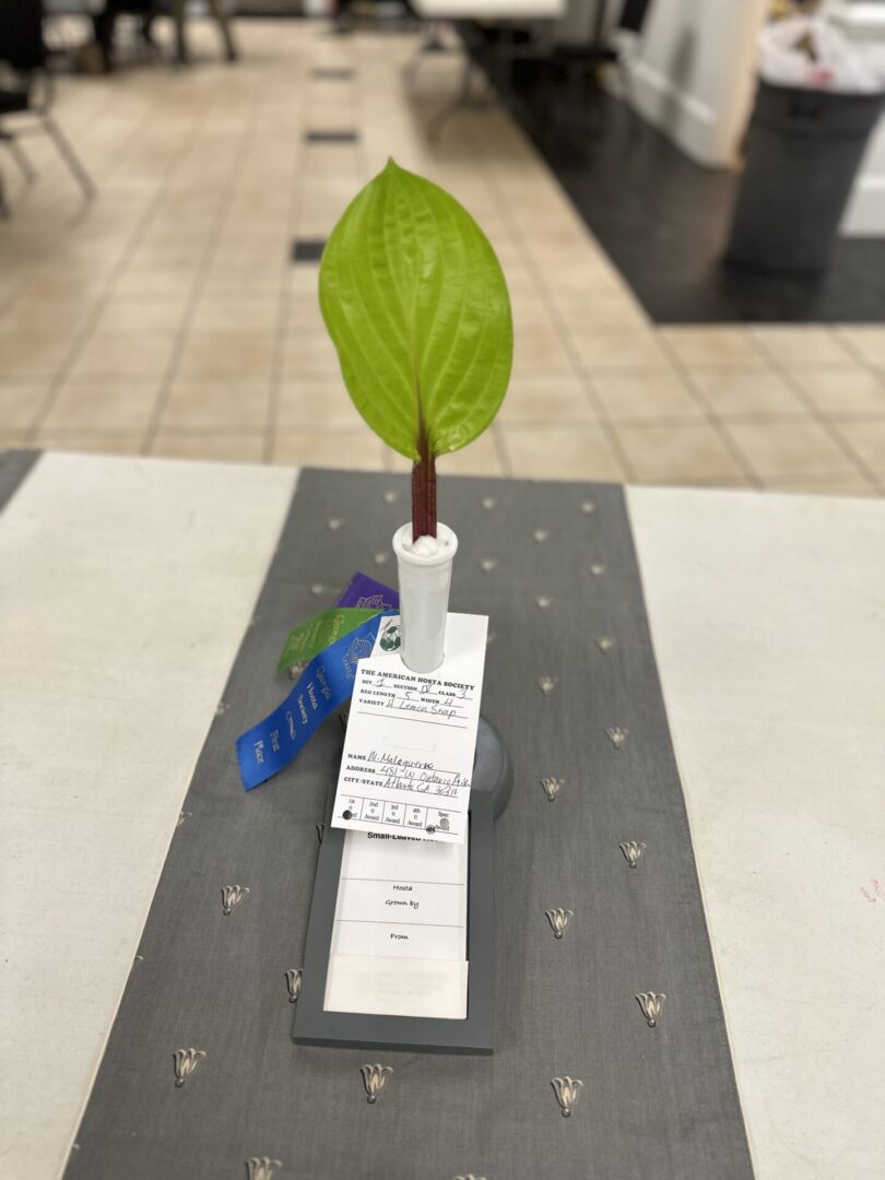 A plant that is sitting on top of a table.