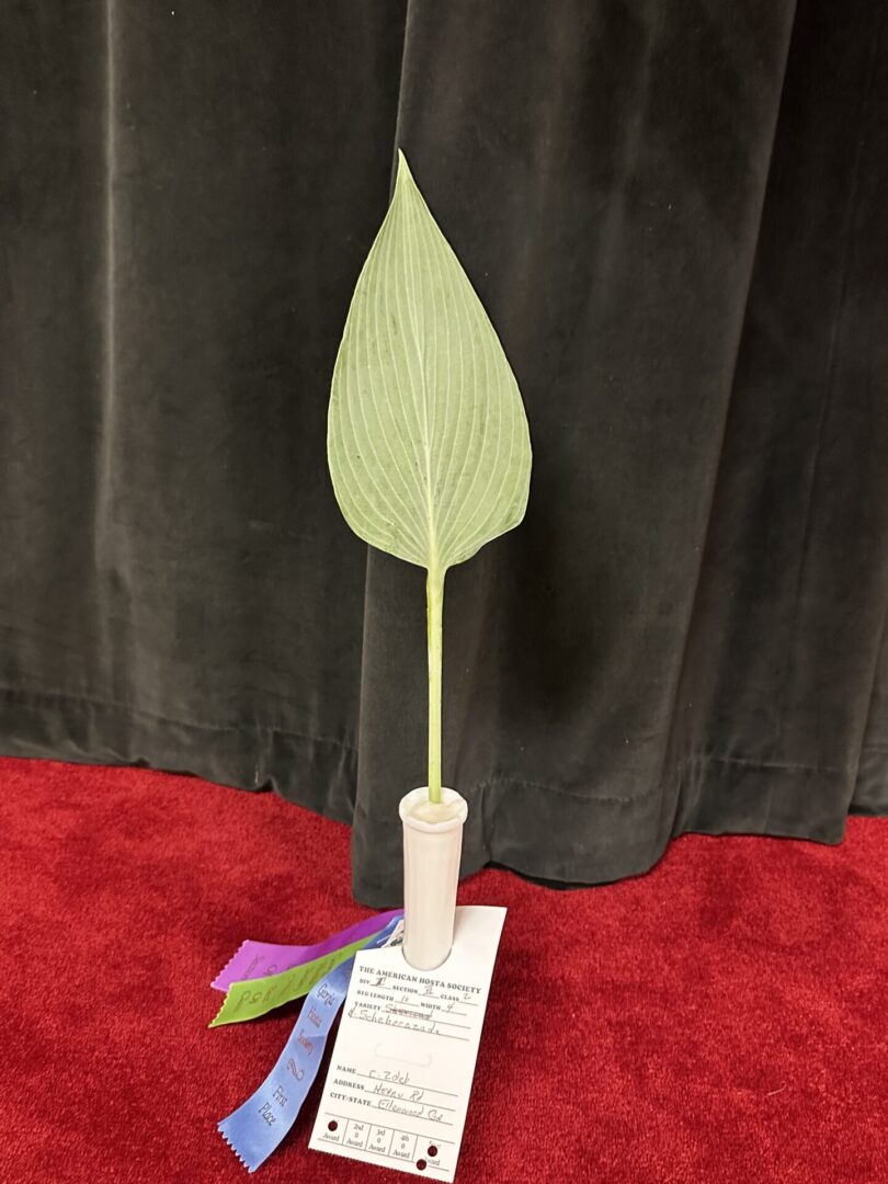 A green leaf on top of a white vase.