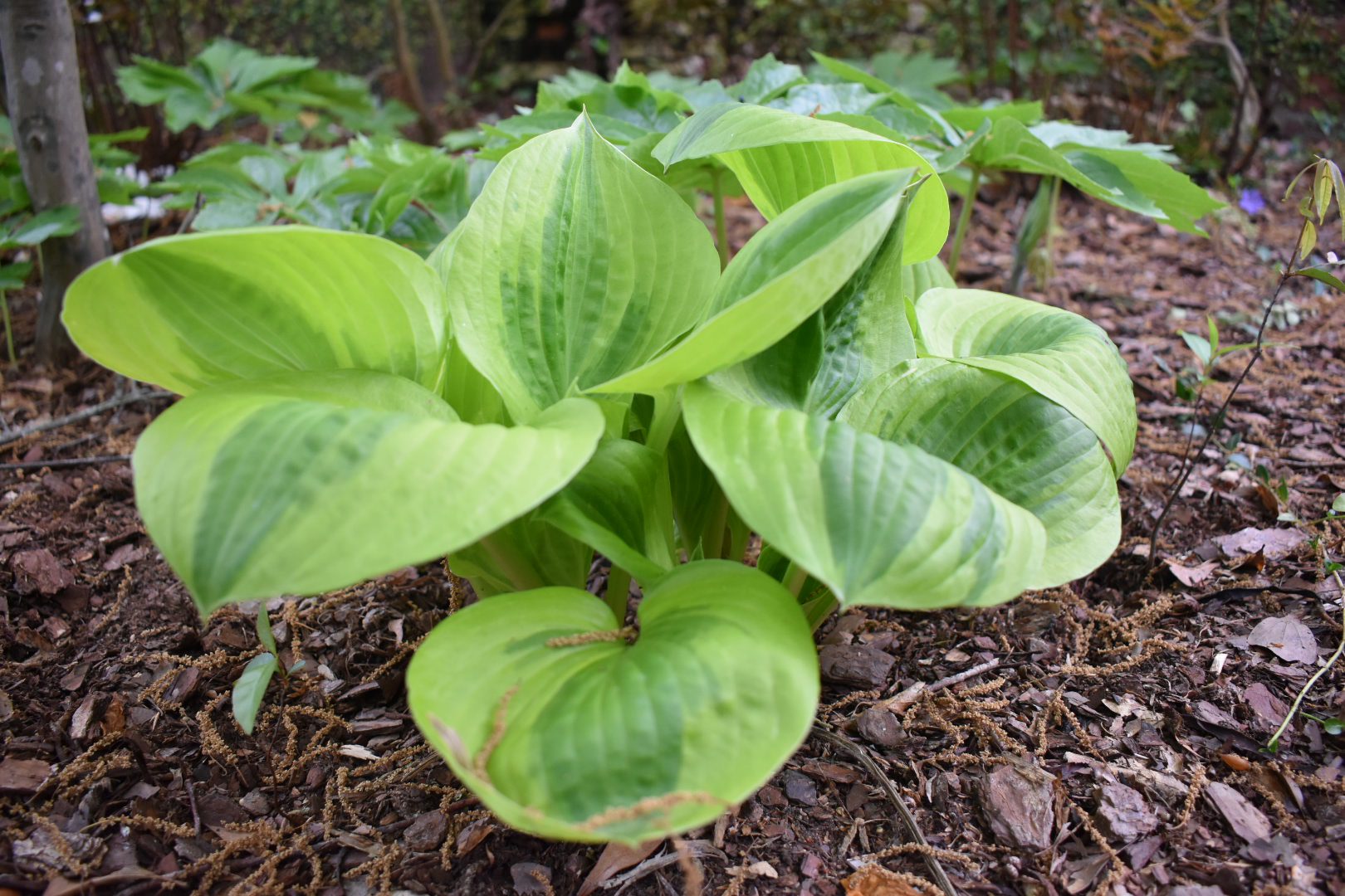 Georgia Hosta Society