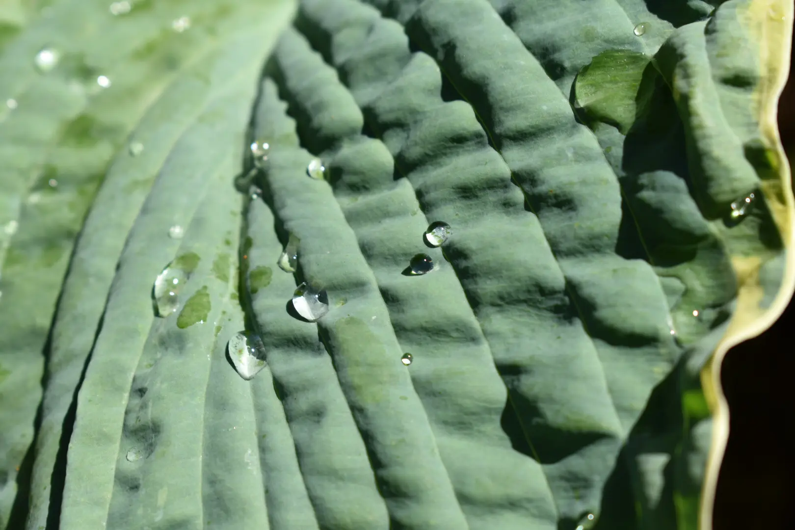 Georgia Hosta Society