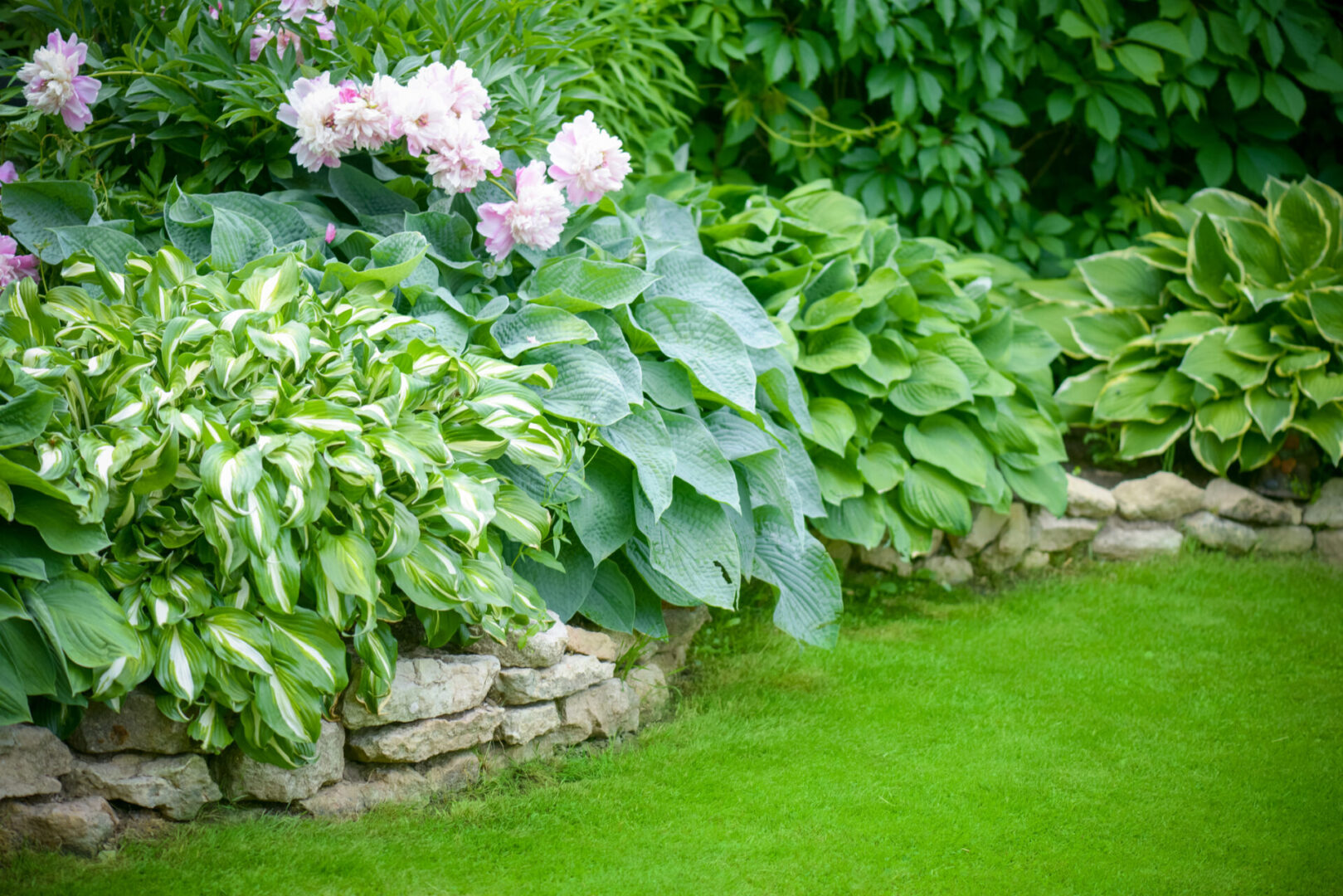 Georgia Hosta Society