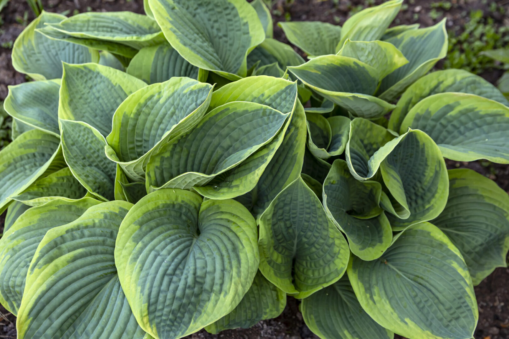 Georgia Hosta Society