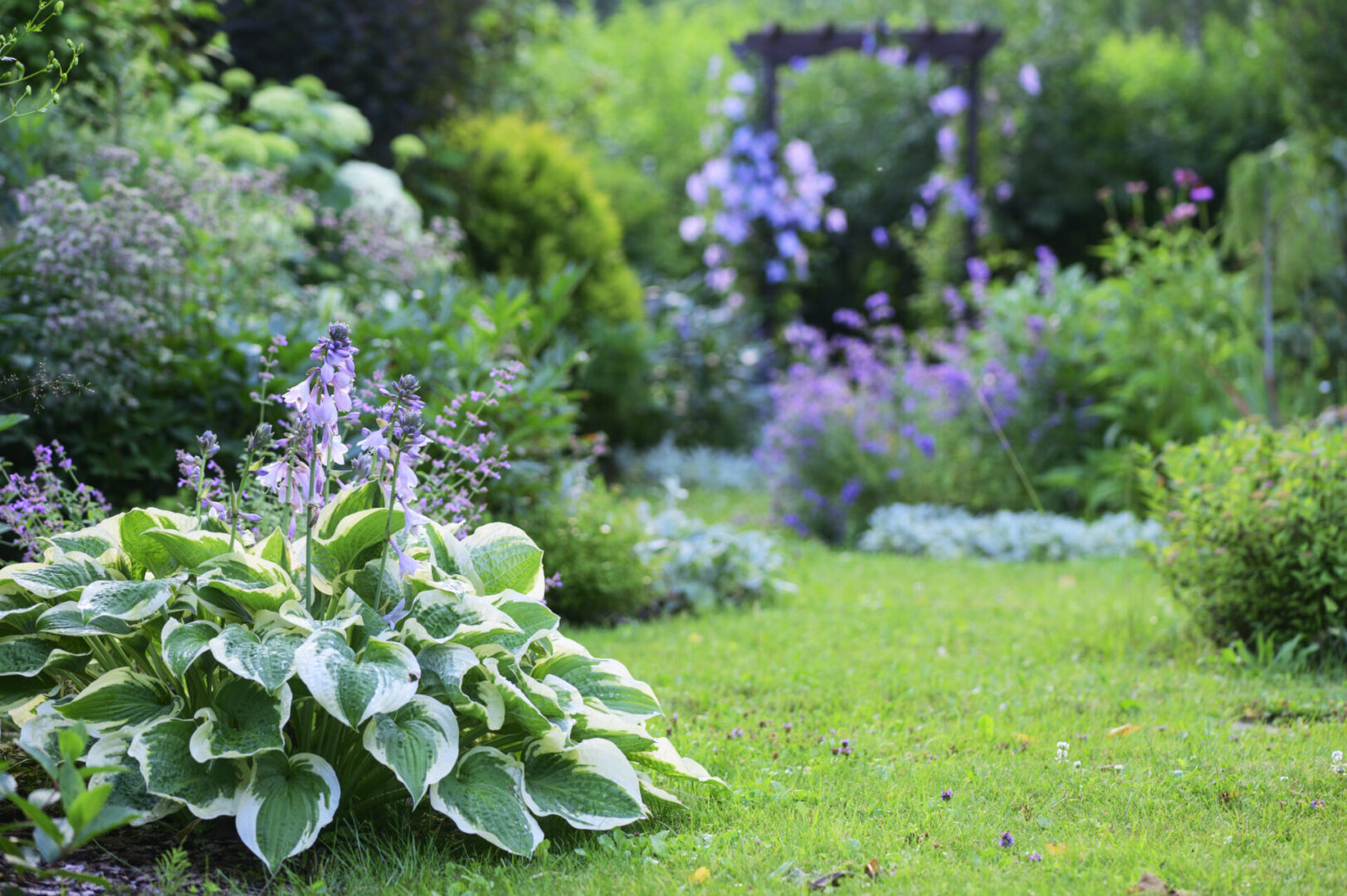 Georgia Hosta Society