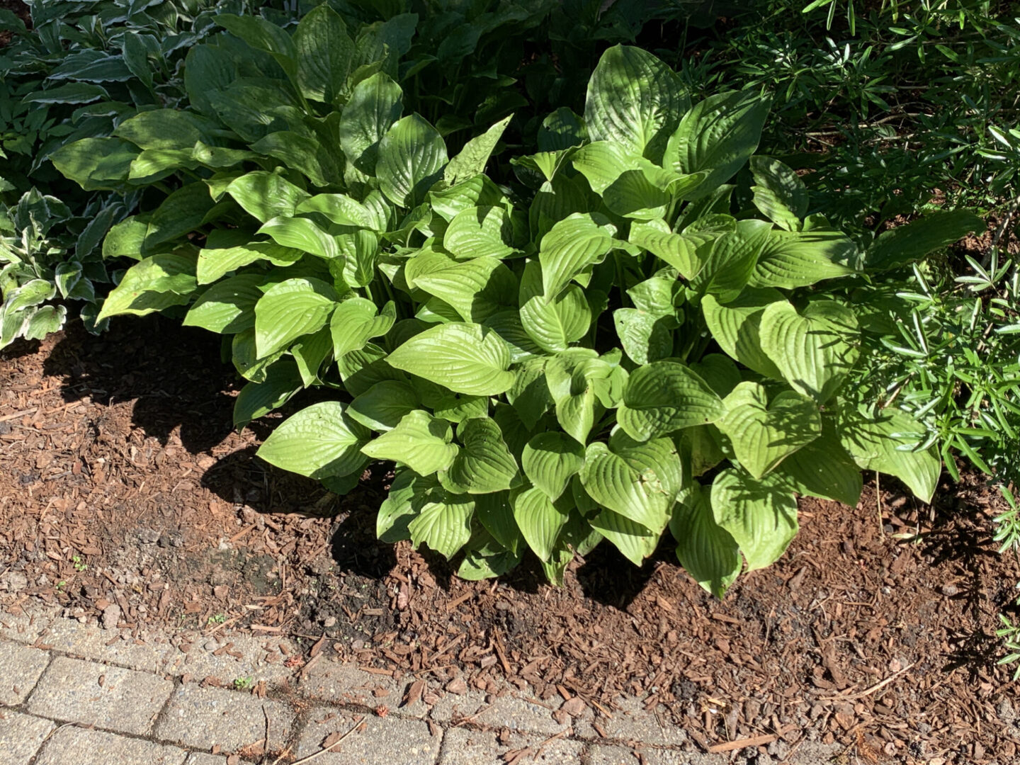 Georgia Hosta Society