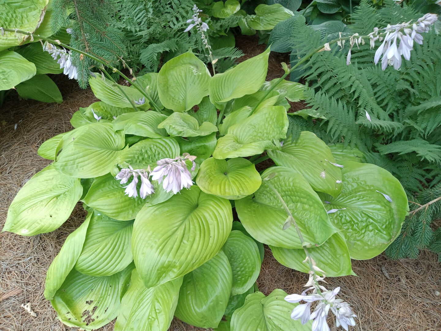 Georgia Hosta Society