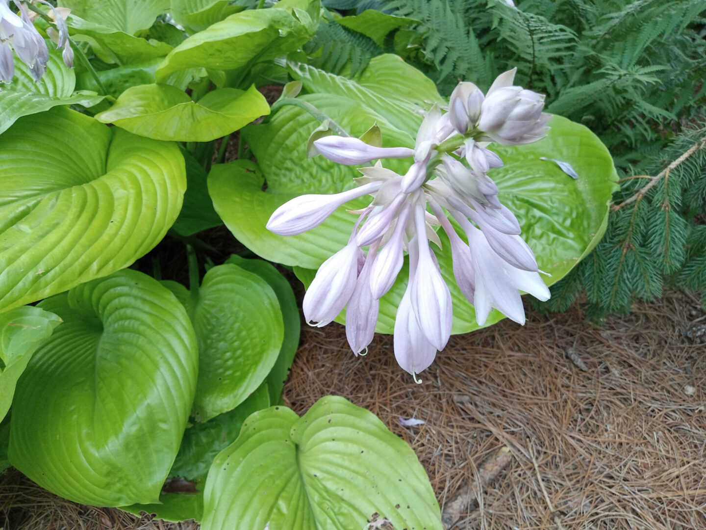 Georgia Hosta Society