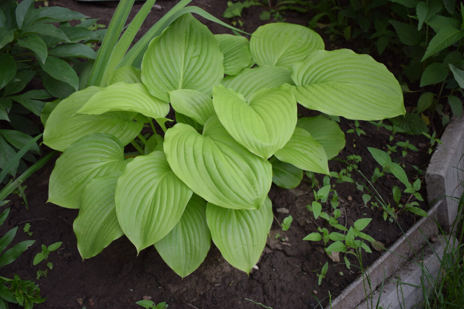 Georgia Hosta Society