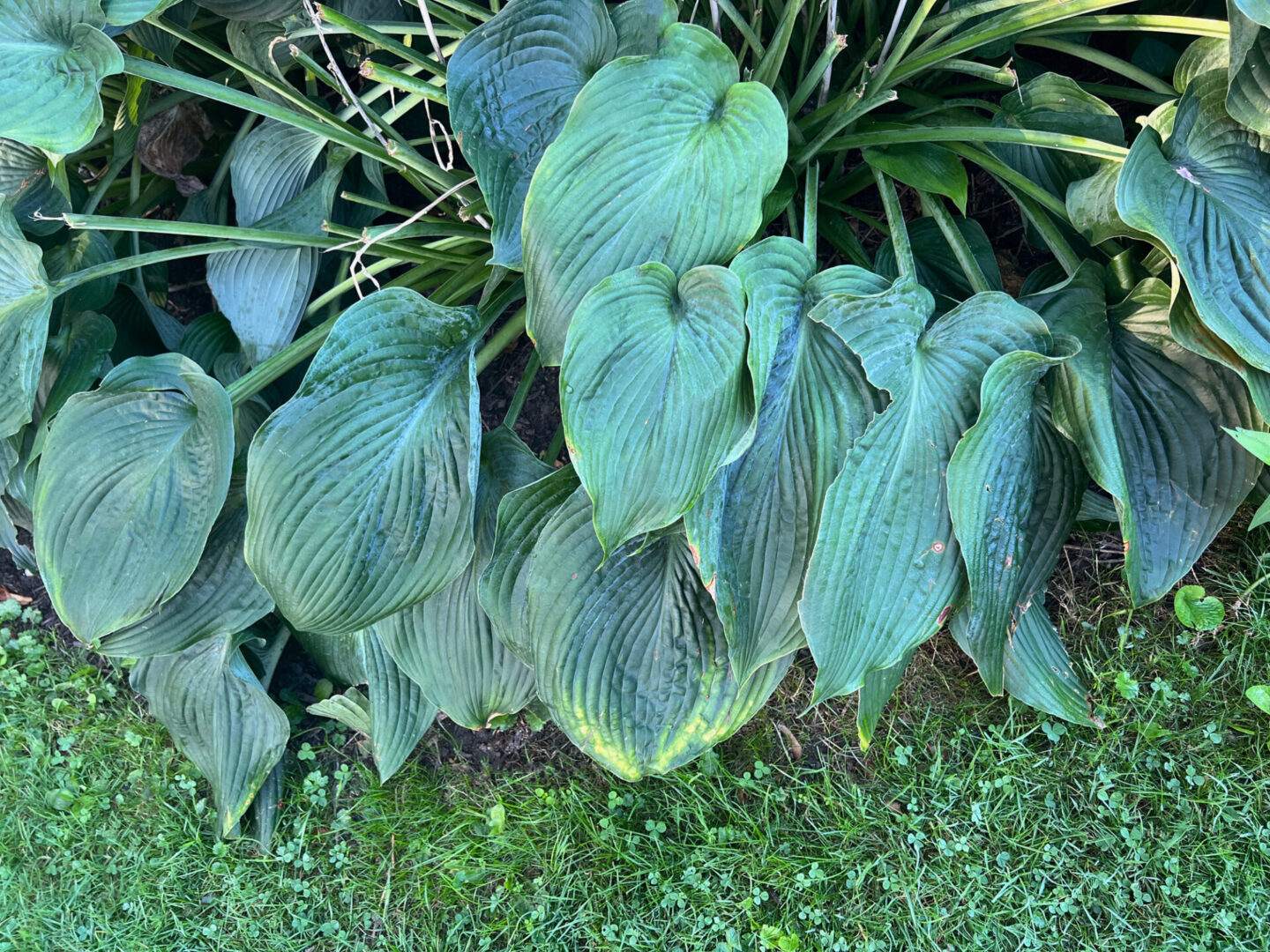 Georgia Hosta Society