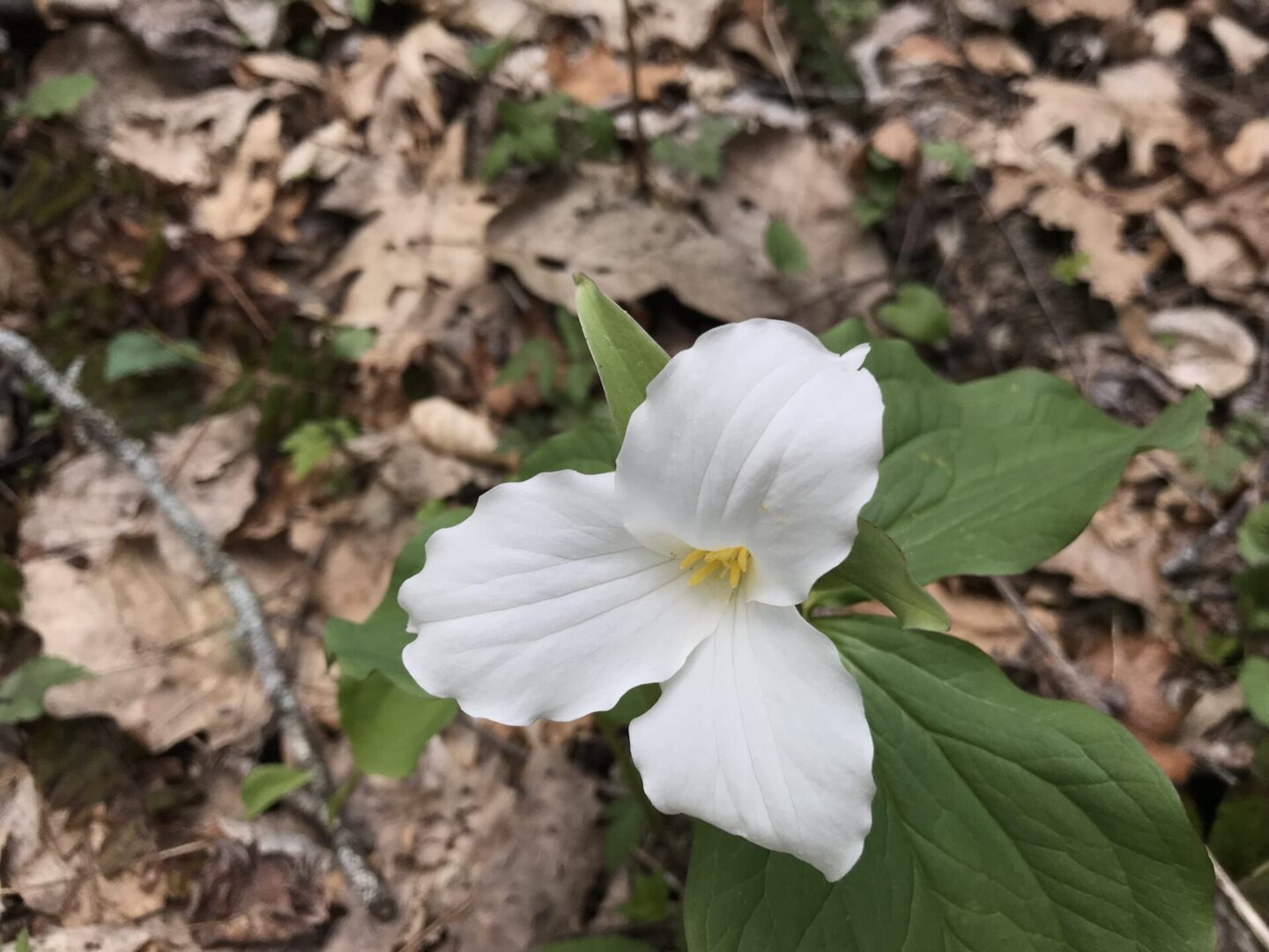 Georgia Hosta Society