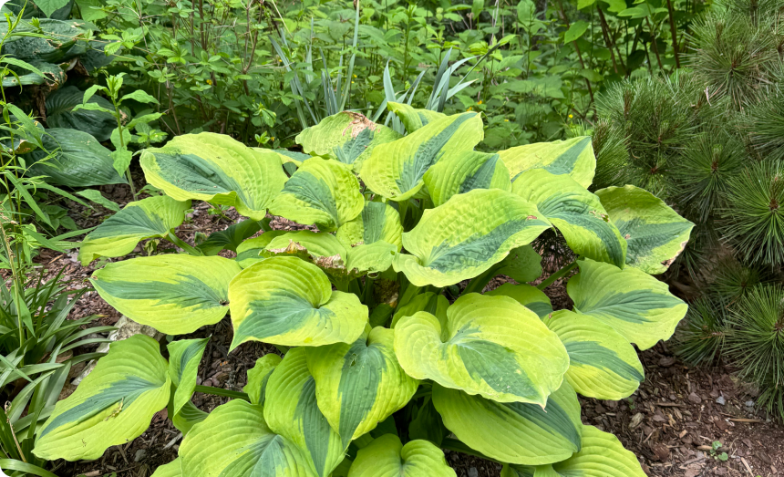 Georgia Hosta Society