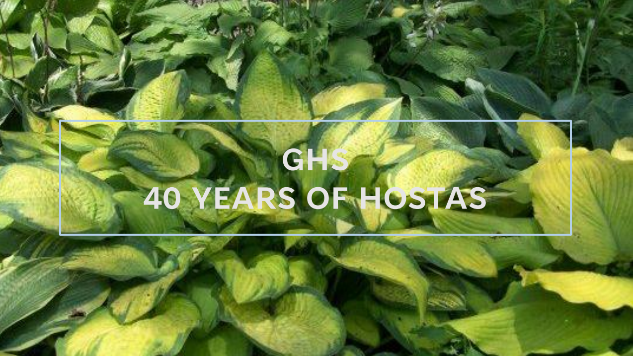 A close up of the leaves of hosta plants