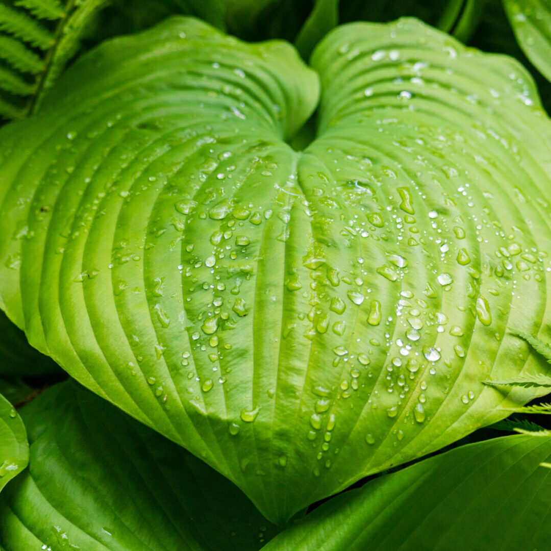 Georgia Hosta Society